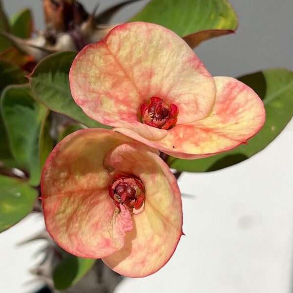 Puttaraksa - Thai Hybrid Euphorbia Milii/Crown of Thorns/Christ Thorn Plant/Corona de Cristo