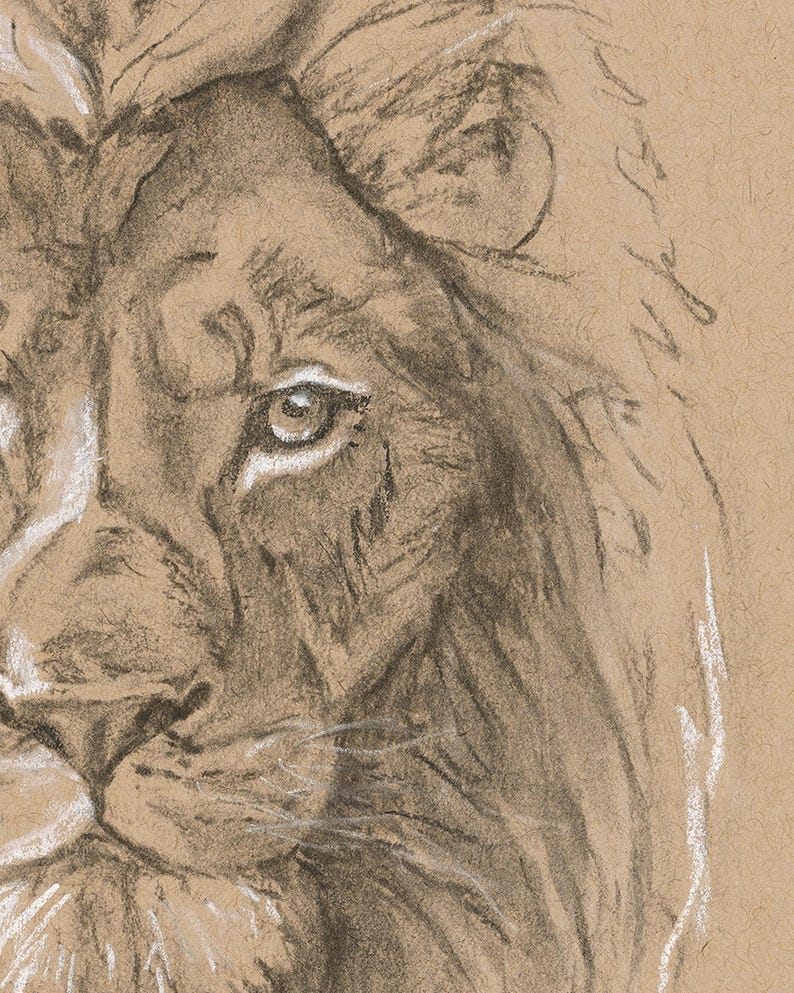 May include: A close-up of a charcoal pencil drawing of a lion's face. The lion's eye is visible, and the fur is detailed with shading.