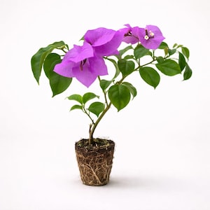 May include: A small bougainvillea plant with vibrant purple flowers and green leaves. The plant is in a small pot, with visible roots and soil. The background is plain white, highlighting the plant's colors and details.