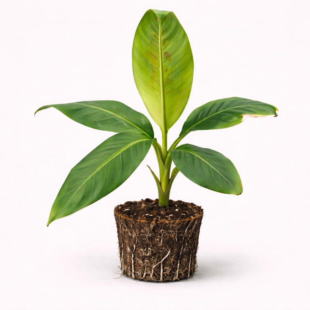 Mini Guva PLANT NOOK Micro Leaf (dwarf Guava) Live Plant Starter Plug 2-pack ...