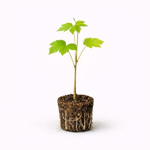 May include: A small plant with bright green leaves and a slender brown stem. The plant is rooted in a compact, soil-filled container, with visible white roots. The background is plain white, highlighting the plant's details.
