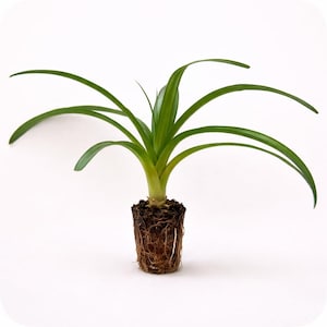 May include: A small, green plant with long, slender leaves. The plant is rooted in a soil base, with visible brown roots. The leaves are a vibrant green color, and the plant is set against a plain white background.