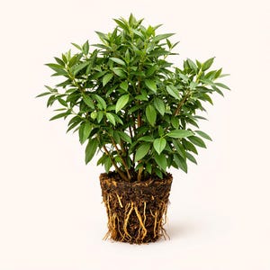 May include: A small, green leafy plant with visible roots and soil. The plant has many green leaves and brown stems. The roots are a light brown color and are exposed, showing the plant's root system. The plant is set against a plain white background.