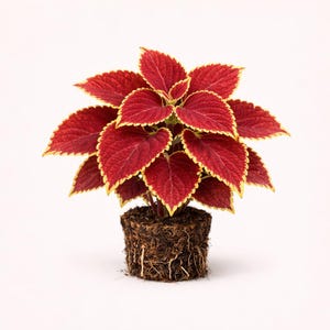 May include: A vibrant Coleus plant with deep red leaves edged in yellow. The plant is potted in a compact, soil-filled container, showcasing its root system. The plant's leaves are heart-shaped and arranged in a symmetrical pattern.