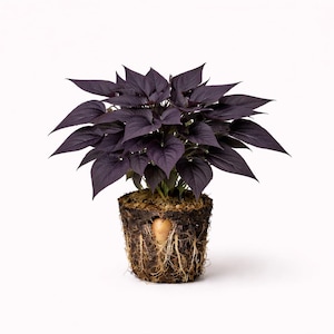 May include: A potted plant with deep purple leaves. The plant is in a dark brown pot with visible roots and soil. The leaves are heart-shaped and arranged in a dense, full pattern. The plant is set against a white background.