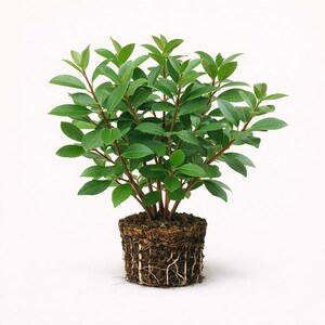 May include: A small, potted plant with vibrant green leaves and reddish-brown stems. The plant is surrounded by soil and exposed roots, set against a clean white background. The plant appears healthy and well-cared for.
