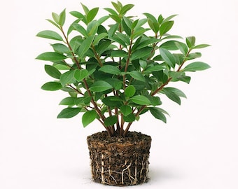 May include: A small, potted plant with vibrant green leaves and reddish-brown stems. The plant is surrounded by soil and exposed roots, set against a clean white background. The plant appears healthy and well-cared for.