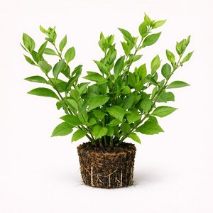 May include: A vibrant green plant with numerous leaves and stems. The plant is rooted in a compact, brown soil base, showcasing the root system. The leaves are a bright green, and the plant is set against a clean white background.