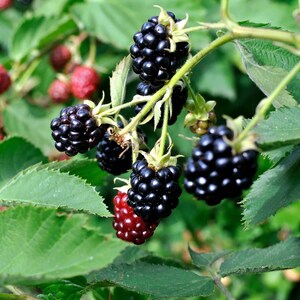 Chester Thornless Blackberry Plant | Semi Erect, High Yield, Sweet Fruit Starter Plug image 1