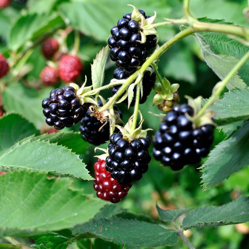 Chester Thornless Blackberry Plant | Semi Erect, High Yield, Sweet Fruit Starter Plug image 1