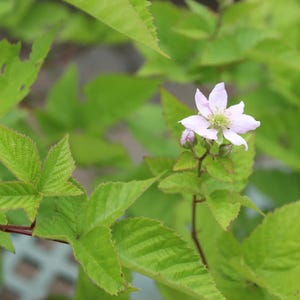 Chester Thornless Blackberry Plant | Semi Erect, High Yield, Sweet Fruit Starter Plug image 2