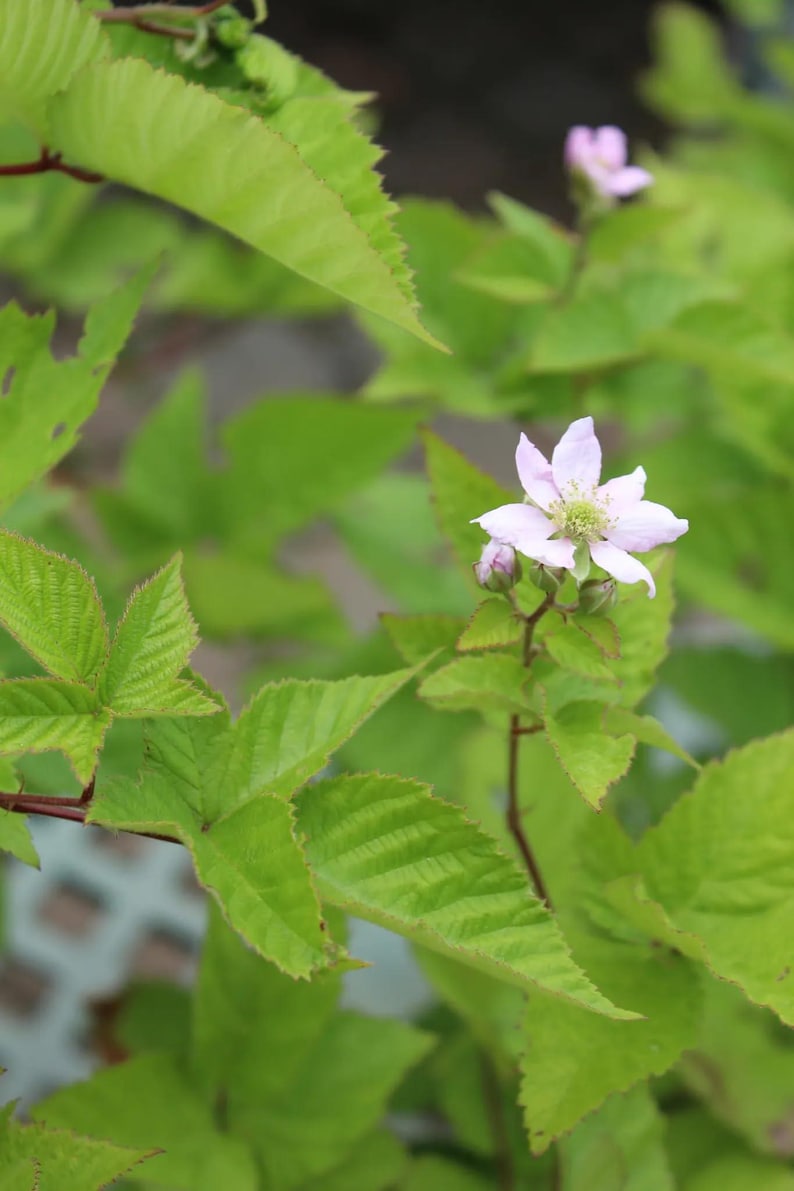 Chester Thornless Blackberry Plant | Semi Erect, High Yield, Sweet Fruit Starter Plug image 2
