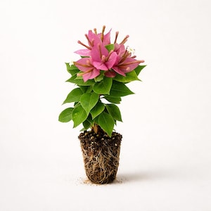 Puede incluir: Una pequeña planta de buganvilla con brácteas rosas vibrantes y hojas verdes. La planta está en maceta con tierra, con raíces visibles. El fondo es blanco liso, resaltando los colores y detalles de la planta.