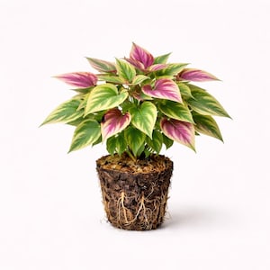 May include: A potted plant with vibrant foliage. The leaves display a mix of green, yellow, and purple hues. The plant is in a dark brown pot, with visible roots and soil. The plant is set against a plain white background.