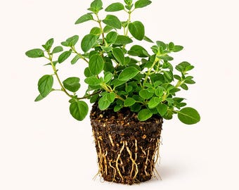 PLANT NOOK Sweet Marjoram Live Plant Starter Plug 2-Pack | Mediterranean Culinary Herb | Sweet Mild Flavor | Full Sun Easy Grow Herb for P..