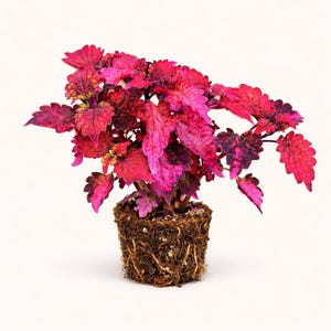May include: A vibrant coleus plant with striking red, pink, and purple foliage. The plant is potted in a small, earthy container, showcasing its exposed roots. The leaves display intricate patterns and textures, creating a visually appealing display. The plant is set against a plain white background.