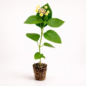 May include: A Lantana plant with vibrant green leaves and small clusters of yellow flowers. The plant is rooted in a compact, fibrous soil base, set against a clean white background. The image highlights the plant's fresh, natural appearance.