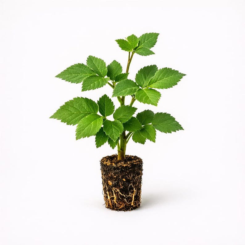 Natchez Thornless Blackberry Plant Starter Plug | Early Season Large Sweet Berries (2-Pack) image 1