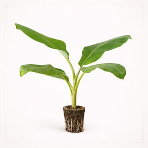 May include: A small banana plant with vibrant green leaves and a light green stem. The plant is rooted in a compact, soil-filled pot, with visible roots. The background is plain white.
