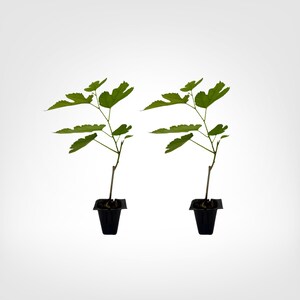Illinois Everbearing Mulberry 2-Pack Starter Plugs Outdoor, 10in
