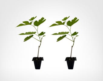 Illinois Everbearing Mulberry 2-Pack Starter Plugs Outdoor, 10in