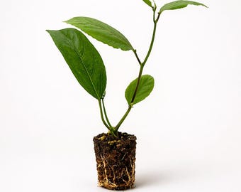 PLANT NOOK Yellow Passionflower Vine (Passiflora citrina) Live Plant Starter | Lemon-Yellow Tubular Blooms | Trellis Climber, Container Fr..