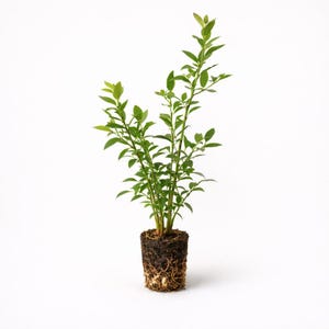 May include: A small blueberry plant with green leaves and stems, and a root ball of soil and roots. The plant is set against a white background.