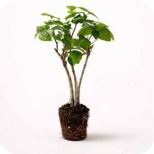 May include: A small, potted plant with multiple slender, light brown stems and vibrant green leaves. The plant's roots are visible, surrounded by soil and moss. The background is plain white.