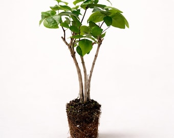 May include: A small, potted plant with multiple slender, light brown stems and vibrant green leaves. The plant's roots are visible, surrounded by soil and moss. The background is plain white.