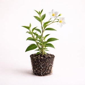 May include: A potted plant with green leaves and white flowers with yellow centers. The plant is in a dark soil-filled pot, with visible roots. The background is plain white.
