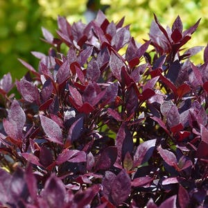 May include: Close-up of a vibrant plant with deep burgundy leaves. The leaves are dense and clustered, creating a rich texture. The background features blurred yellow-green foliage, providing a contrasting backdrop.