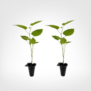Pakistan Mulberry 2-Pack Live Starter Plugs Outdoor, 10-12in