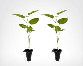 Pakistan Mulberry 2-Pack Live Starter Plugs Outdoor, 10-12in