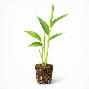May include: A small green plant with several leaves and a stem, emerging from a soil-filled pot. The plant has visible roots and is set against a white background. The leaves have a few water droplets.