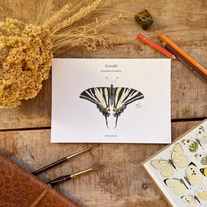 Illustration papillon flambé, décoration, affiche, carte postale