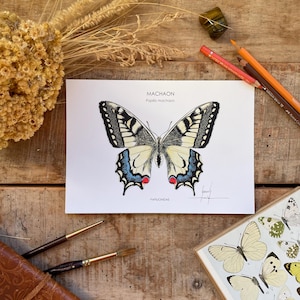 Illustration papillon machaon, décoration, affiche, carte postale