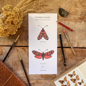 Illustration papillon zygène, décoration, affiche, carte postale
