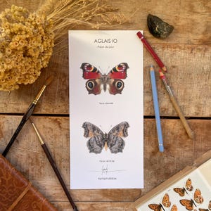 Illustration papillon paon du jour, décoration, affiche, azuré commun, carte postale