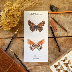 Illustration papillon mélitée du plantain, décoration, affiche, carte postale