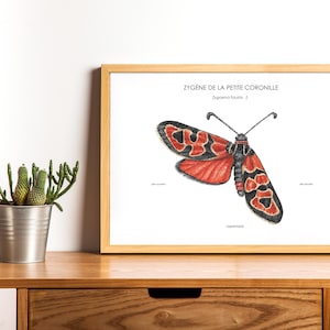 Illustration naturaliste papillon zygène, décoration, affiche