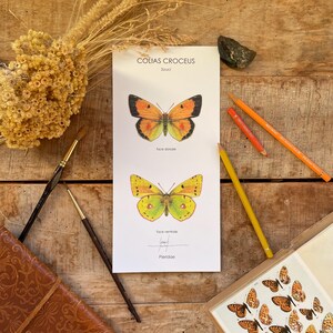 Illustration papillon souci, décoration, affiche, carte postale