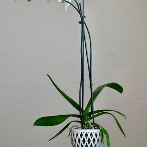 May include: A white orchid plant with white flowers in a white, geometric patterned pot with a white saucer. The plant is supported by a black metal stake.