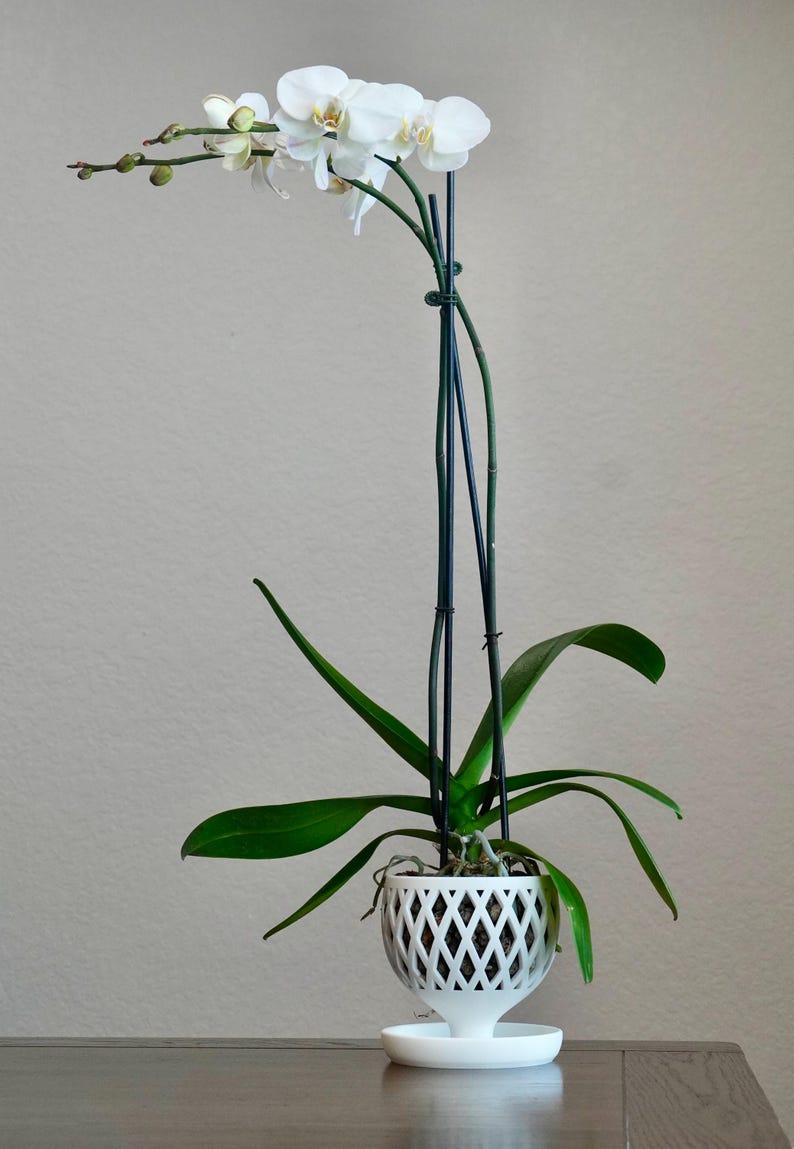 May include: A white orchid plant with white flowers in a white, geometric patterned pot with a white saucer. The plant is supported by a black metal stake.