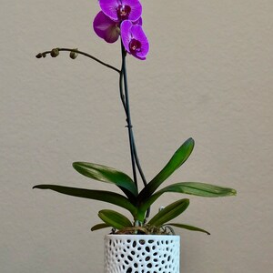 May include: A purple orchid plant in a white ceramic pot with a decorative, openwork design. The pot sits on a white pedestal.