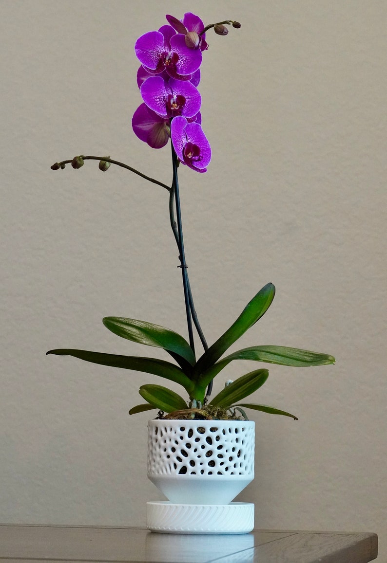 May include: A purple orchid plant in a white ceramic pot with a decorative, openwork design. The pot sits on a white pedestal.