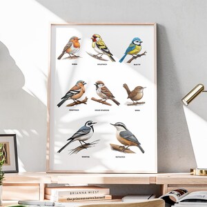 Garden Birds UK Poster Bird Species Guide British Robin Chaffinch Blue Tit House Sparrow Nuthatch Wren Wagtail Wall Art Bird Twitcher Common
