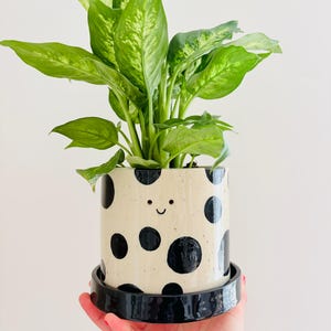May include: A houseplant with large green leaves in a cream ceramic pot decorated with black polka dots and a smiling face. The pot sits on a black saucer. The plant is held by a person.