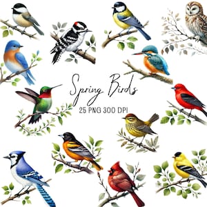 Watercolor Spring Birds Clipart, Bird on Branch Clipart, Colorful Birds PNG, Spring Birds Illustrations