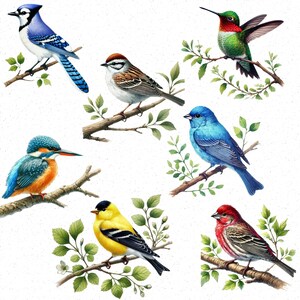 May include: A watercolor painting of seven different birds perched on branches. The birds include a blue jay, a hummingbird, a sparrow, a bluebird, a kingfisher, a yellow finch, and a red cardinal.