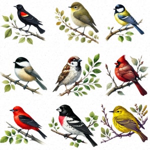 May include: A digital illustration of ten different bird species, including a cardinal, a chickadee, a blue jay, a goldfinch, a sparrow, a robin, a wren, a woodpecker, a hummingbird, and a dove. The birds are all perched on branches and are depicted in a realistic style.